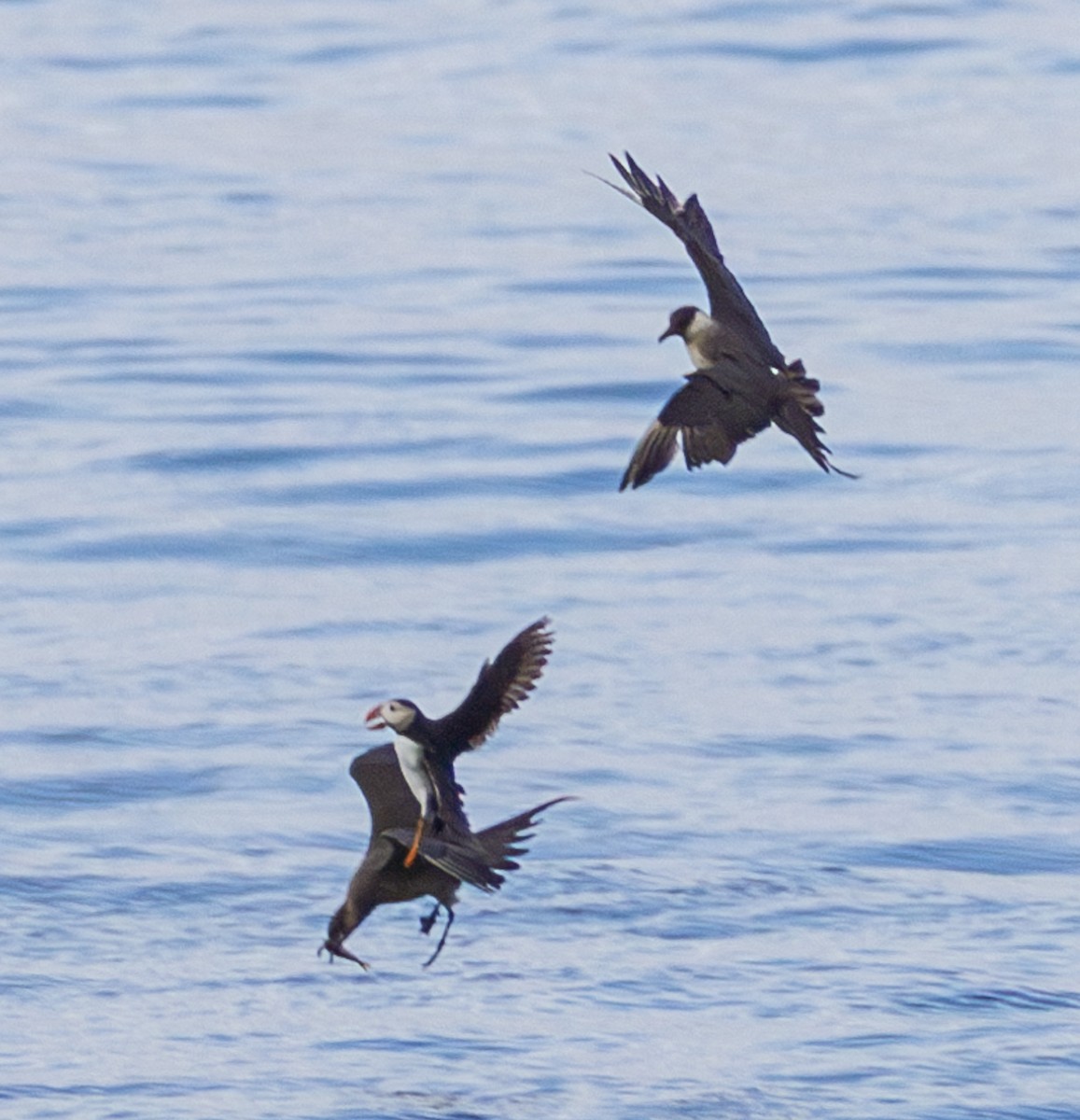 Parasitic Jaeger - ML623001596