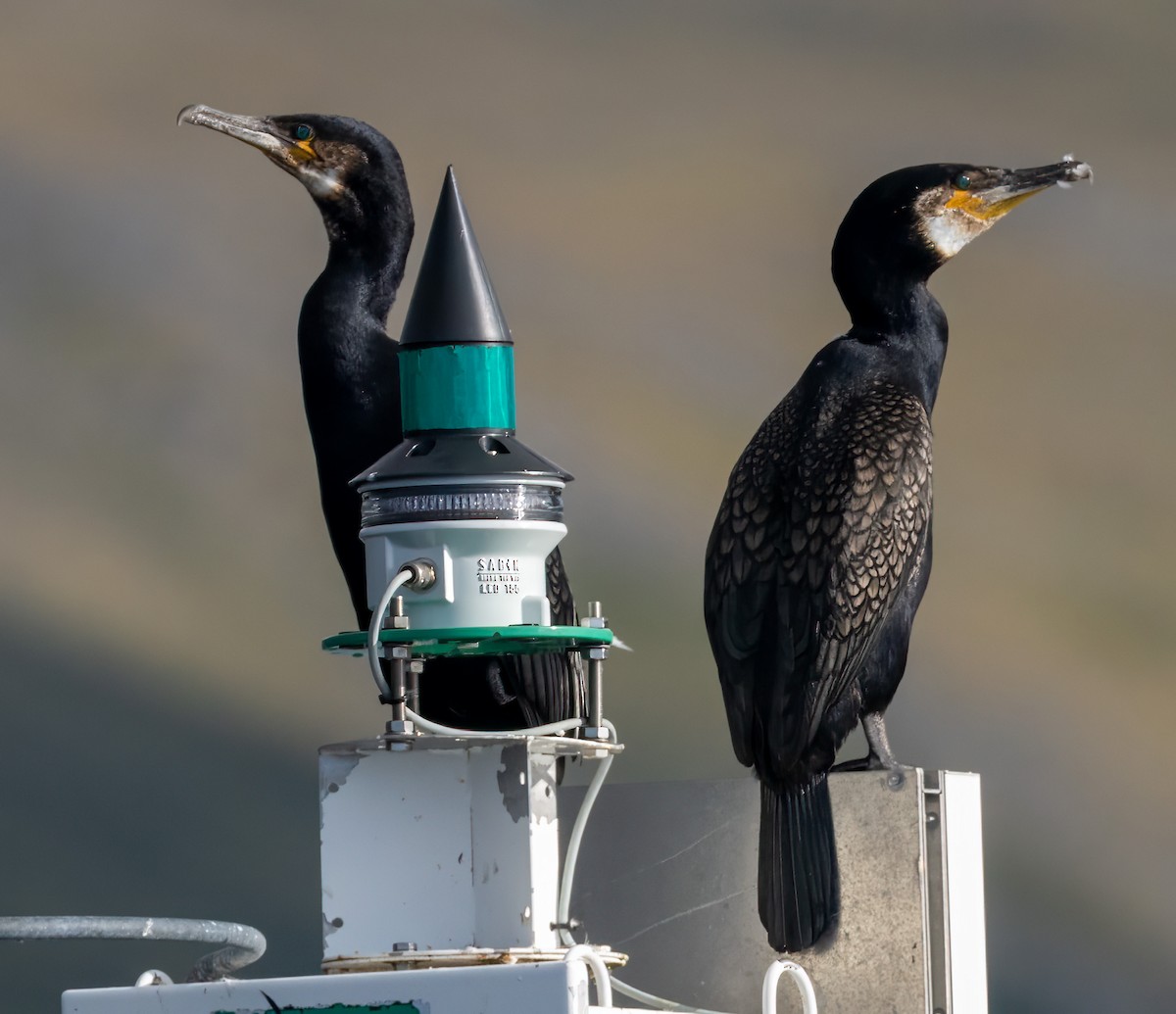 Great Cormorant (North Atlantic) - ML623001597