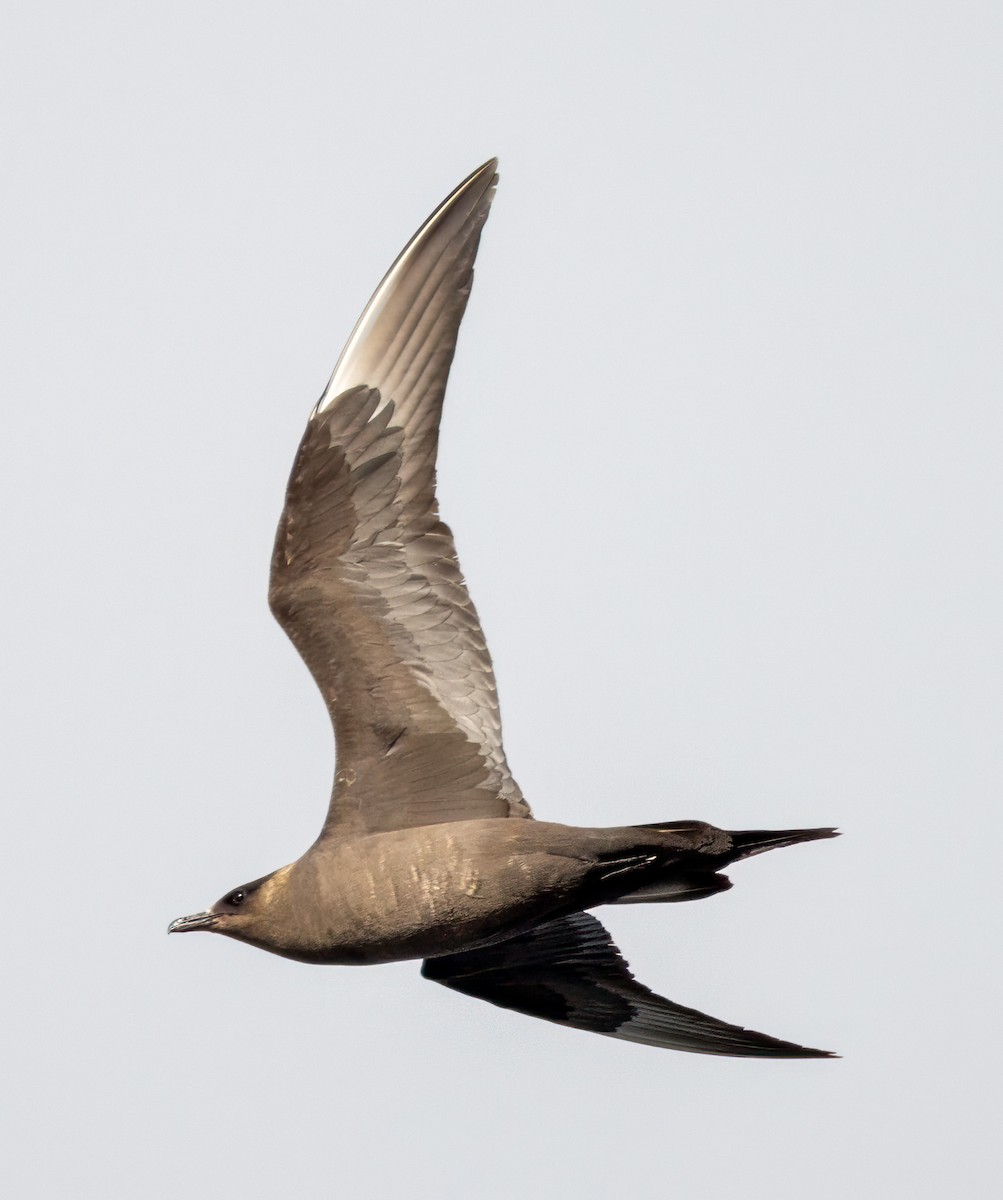 Parasitic Jaeger - ML623001612