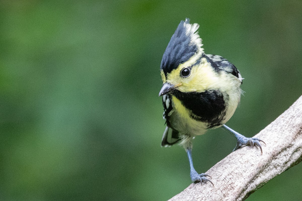 Yellow-cheeked Tit - ML623001654