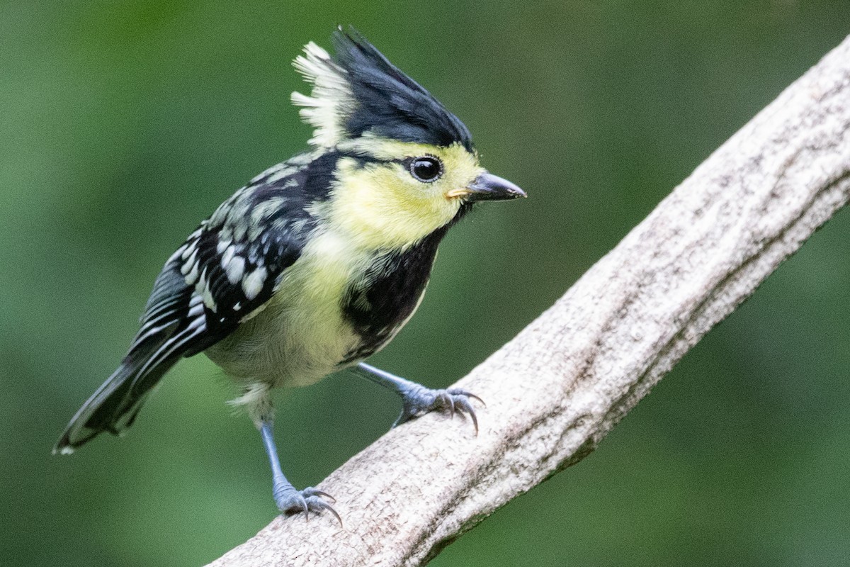 Yellow-cheeked Tit - ML623001656