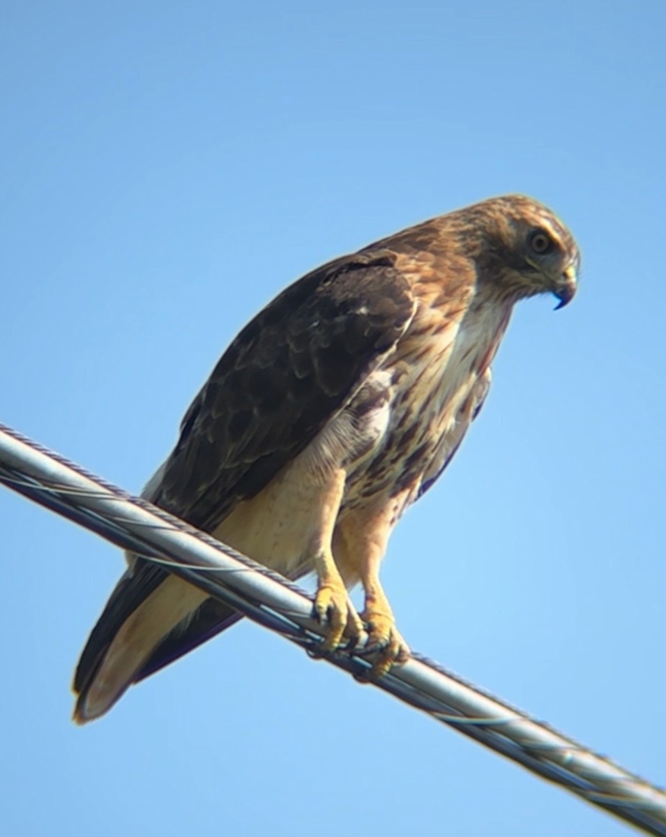 Red-tailed Hawk - ML623001691