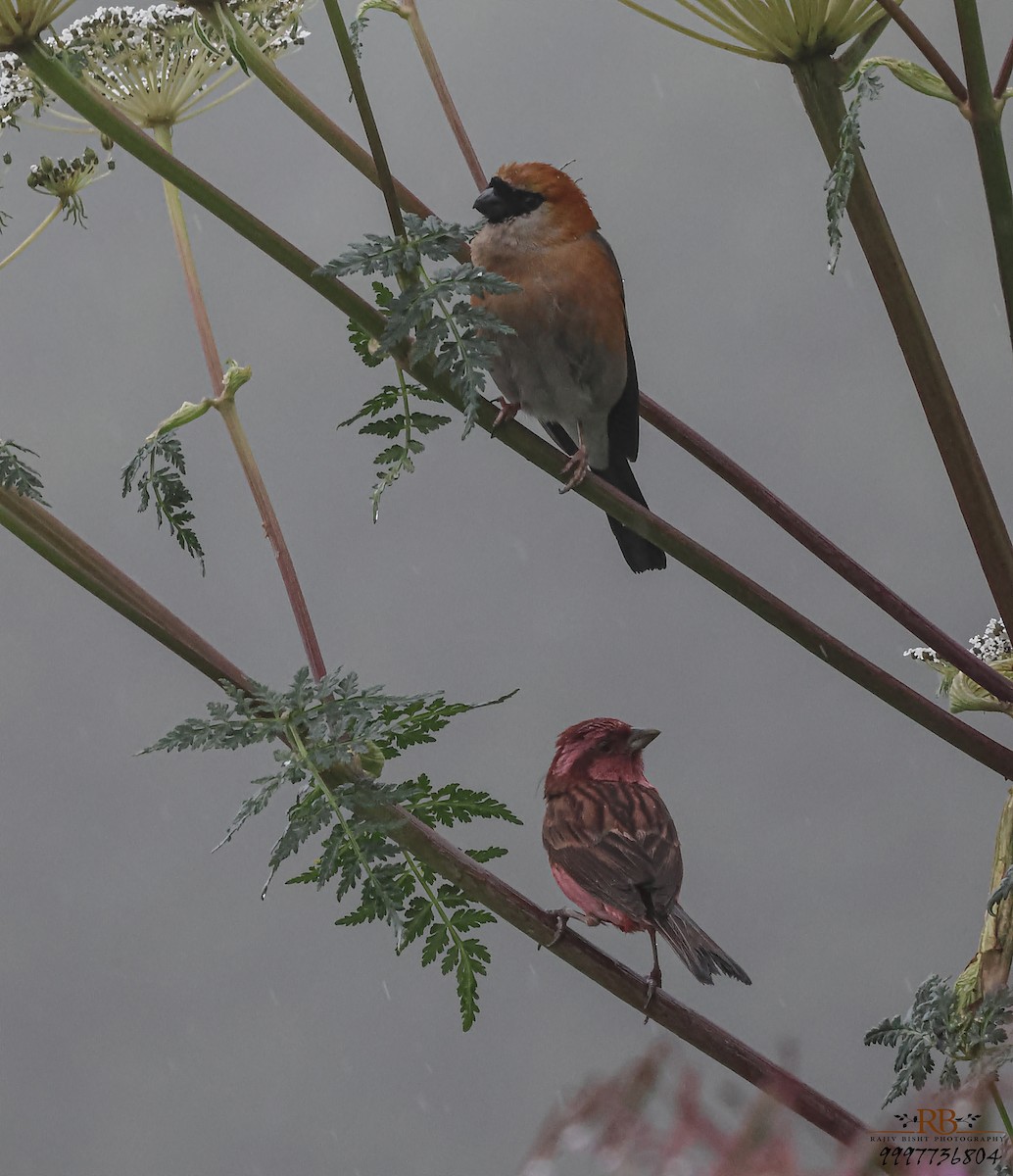 Pink-browed Rosefinch - ML623001758