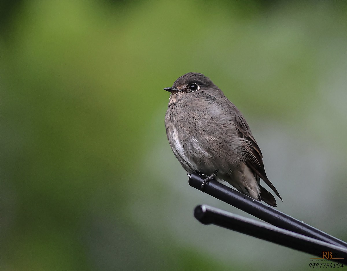 Dark-sided Flycatcher - ML623001768