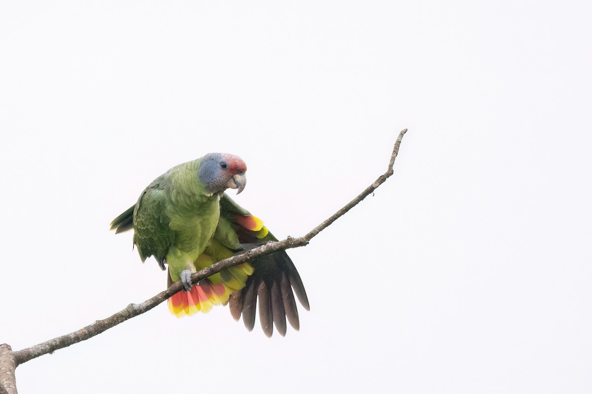 Red-tailed Parrot - ML623001769