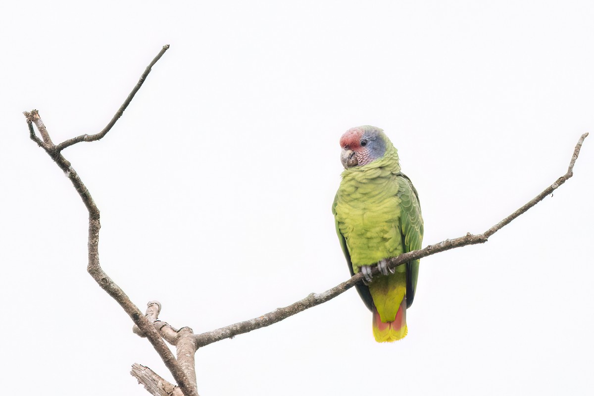 Red-tailed Parrot - ML623001770