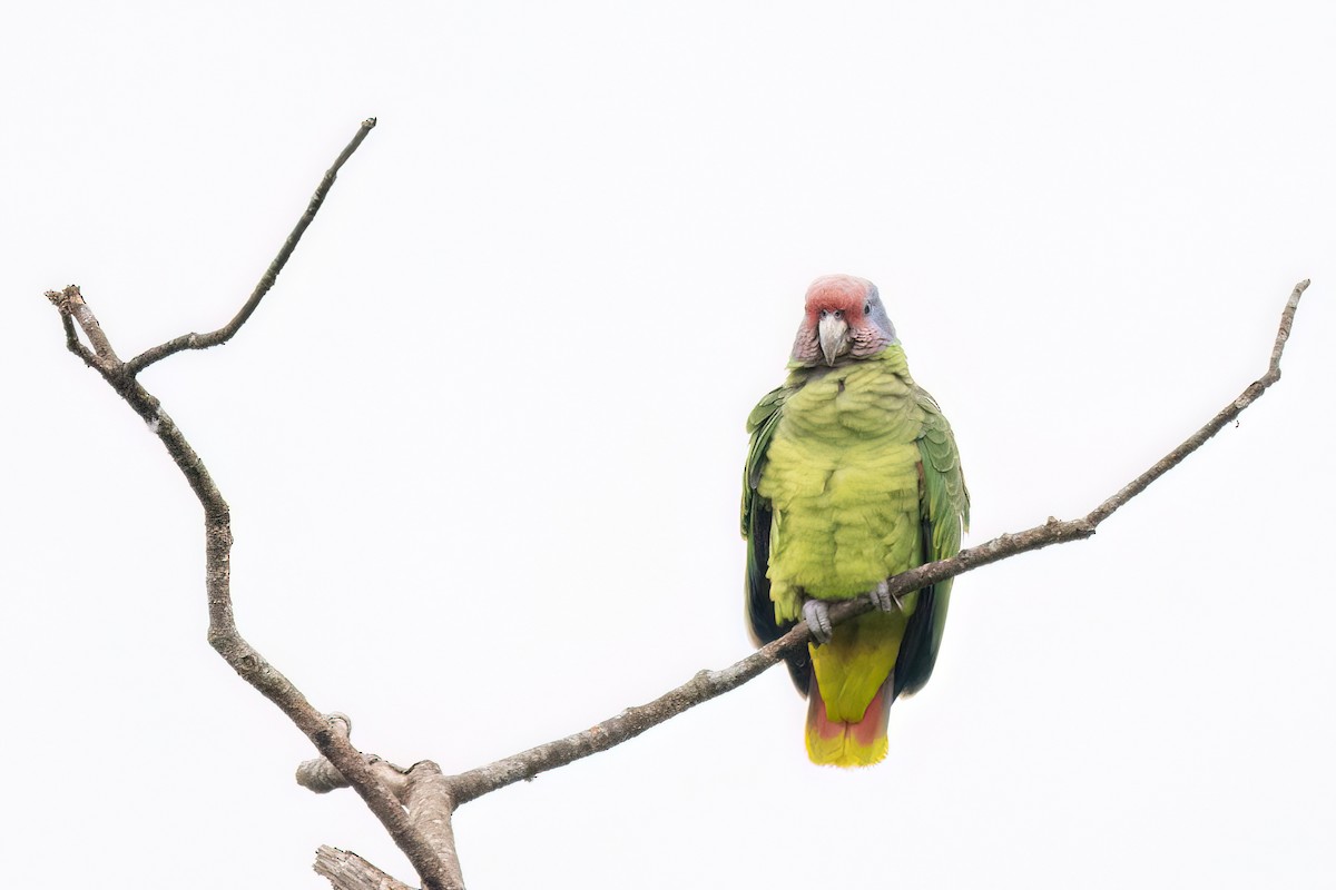 Red-tailed Parrot - ML623001771