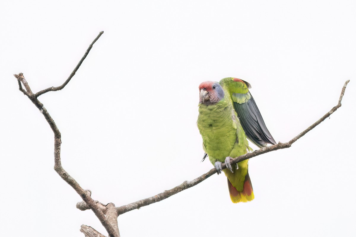 Red-tailed Parrot - ML623001772