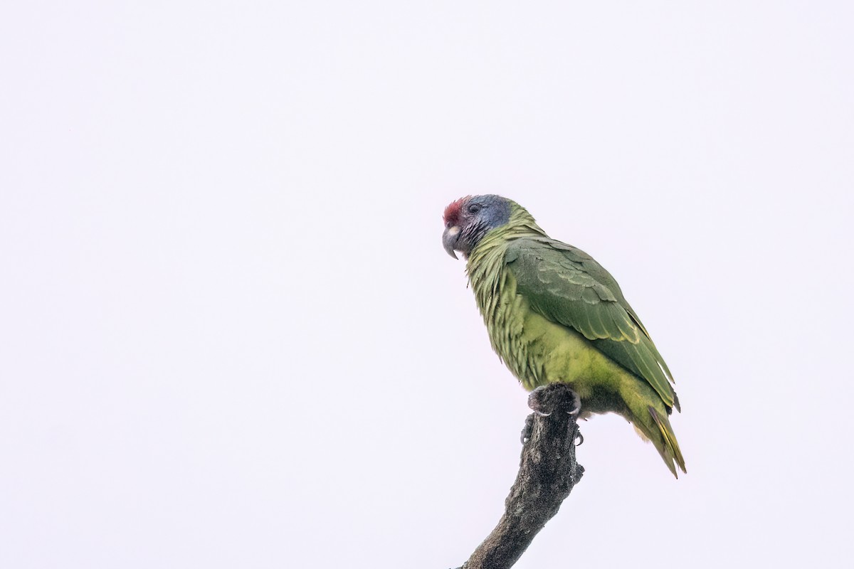 Red-tailed Parrot - ML623001773