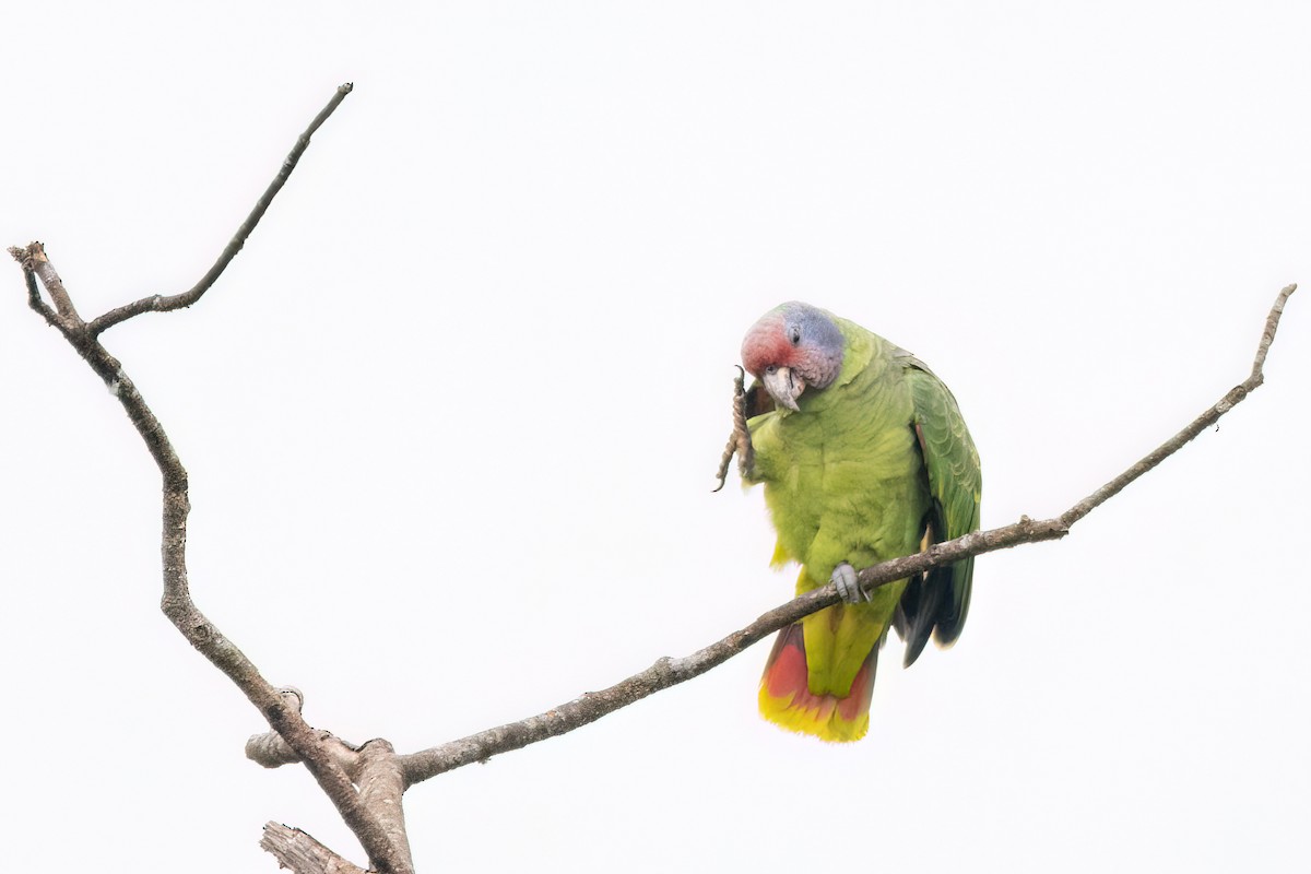 Red-tailed Parrot - ML623001774