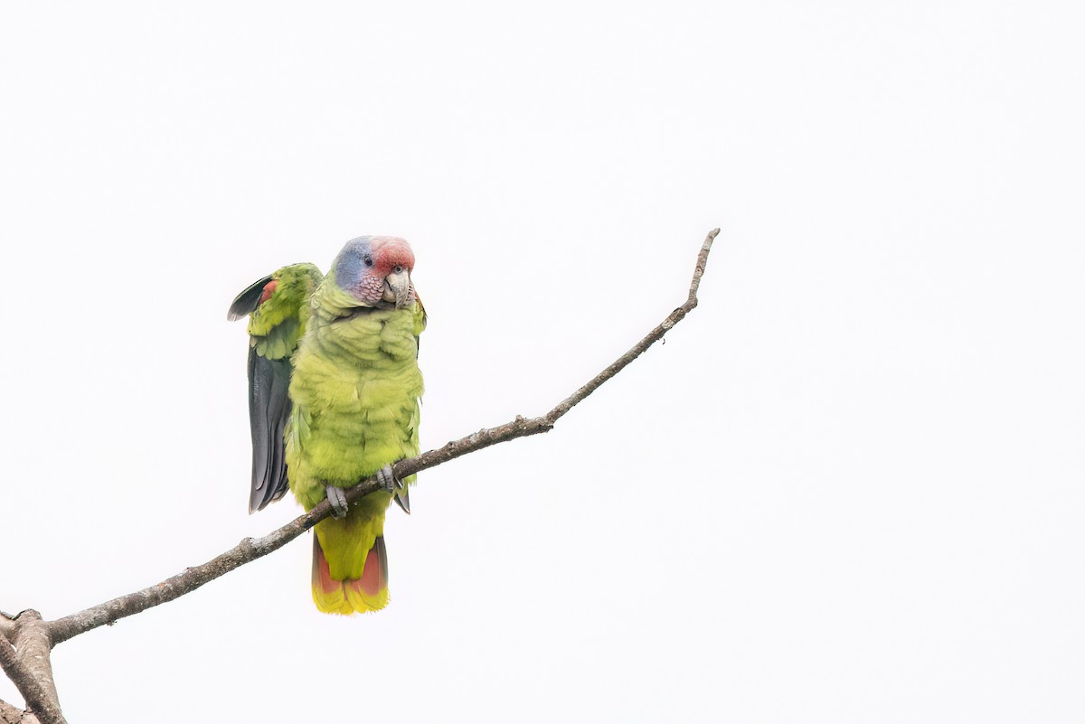 Red-tailed Parrot - ML623001775