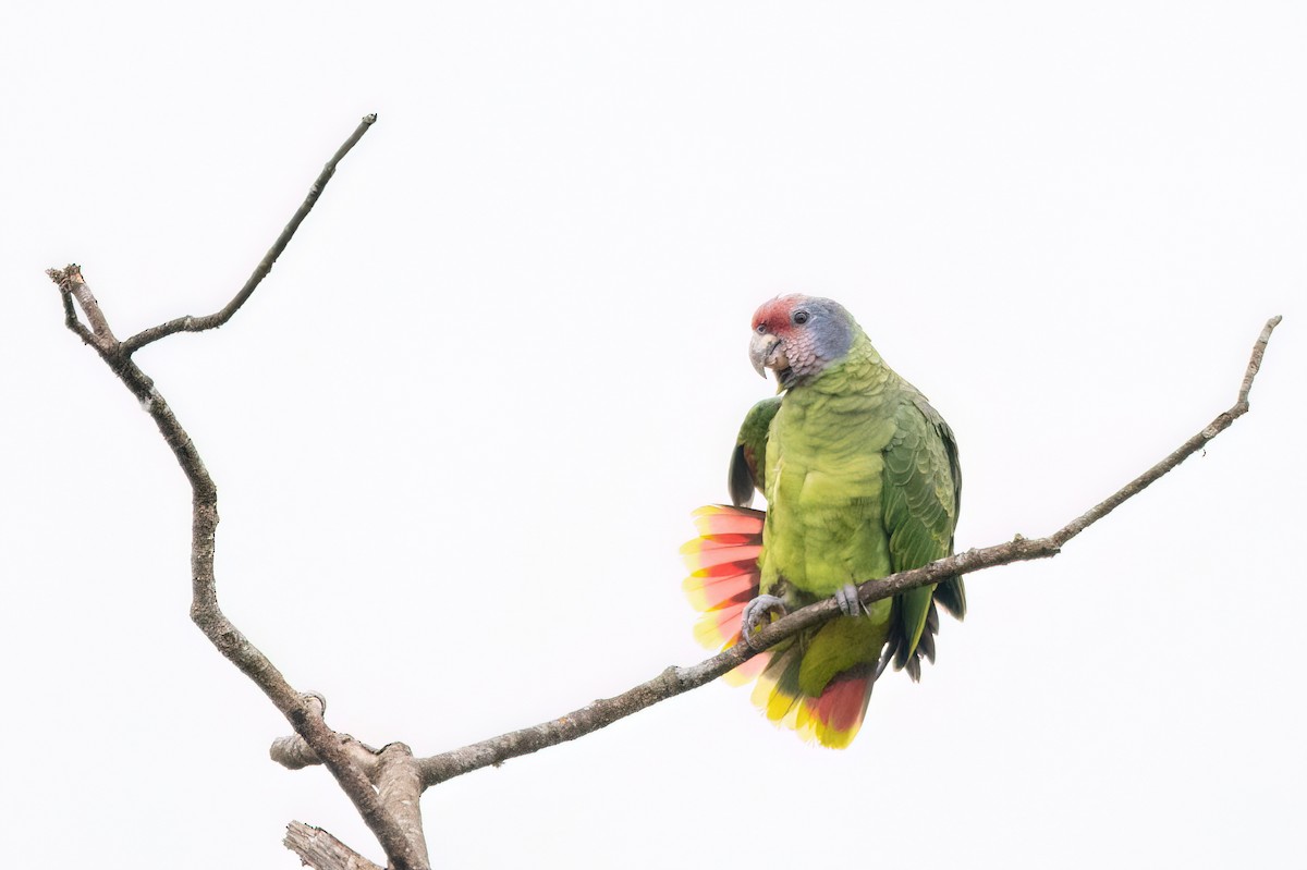 Red-tailed Parrot - ML623001777