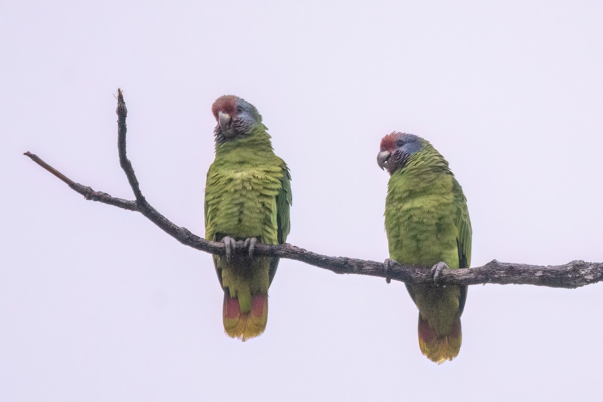 Red-tailed Parrot - Marcos Eugênio Birding Guide