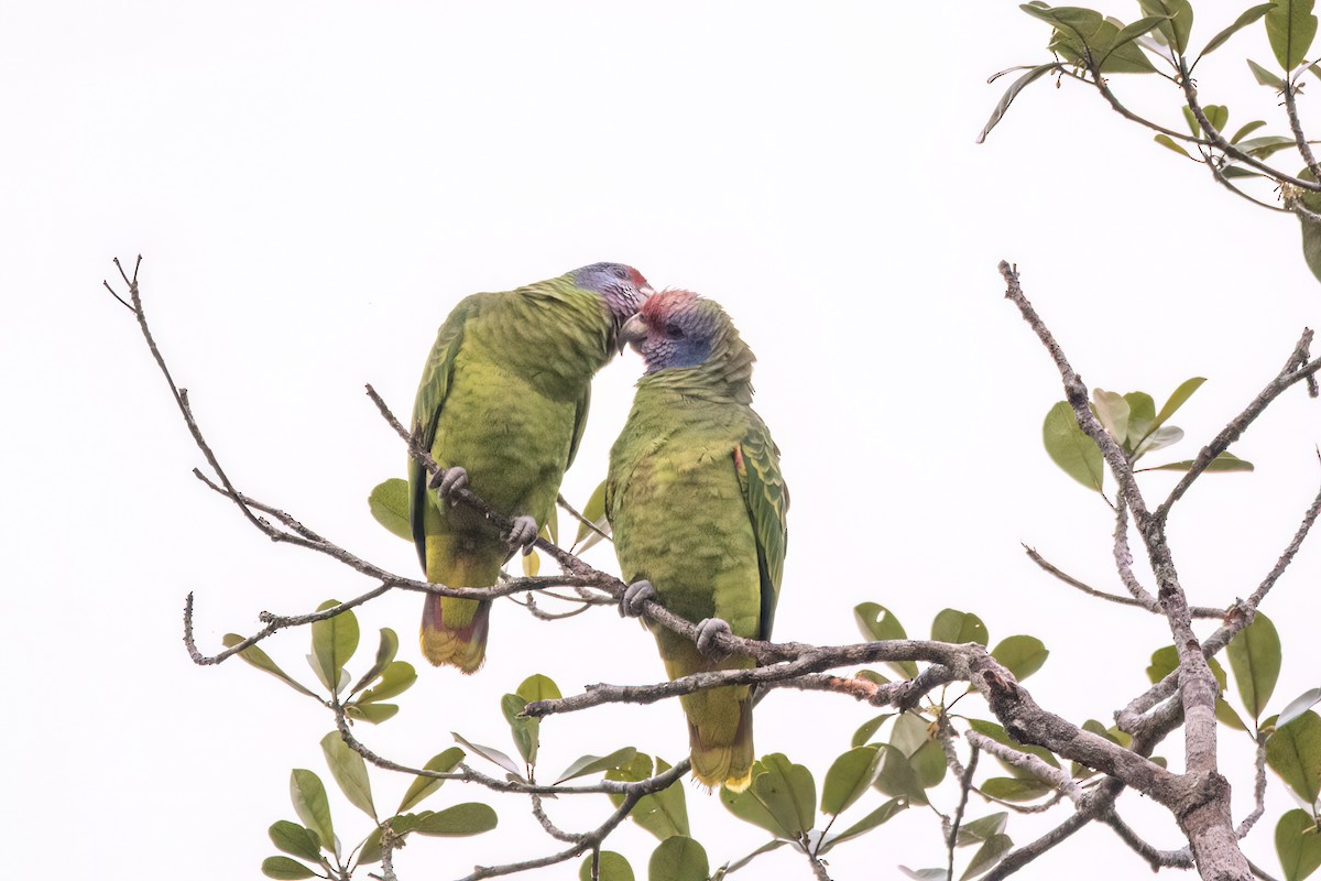 Red-tailed Parrot - ML623001780