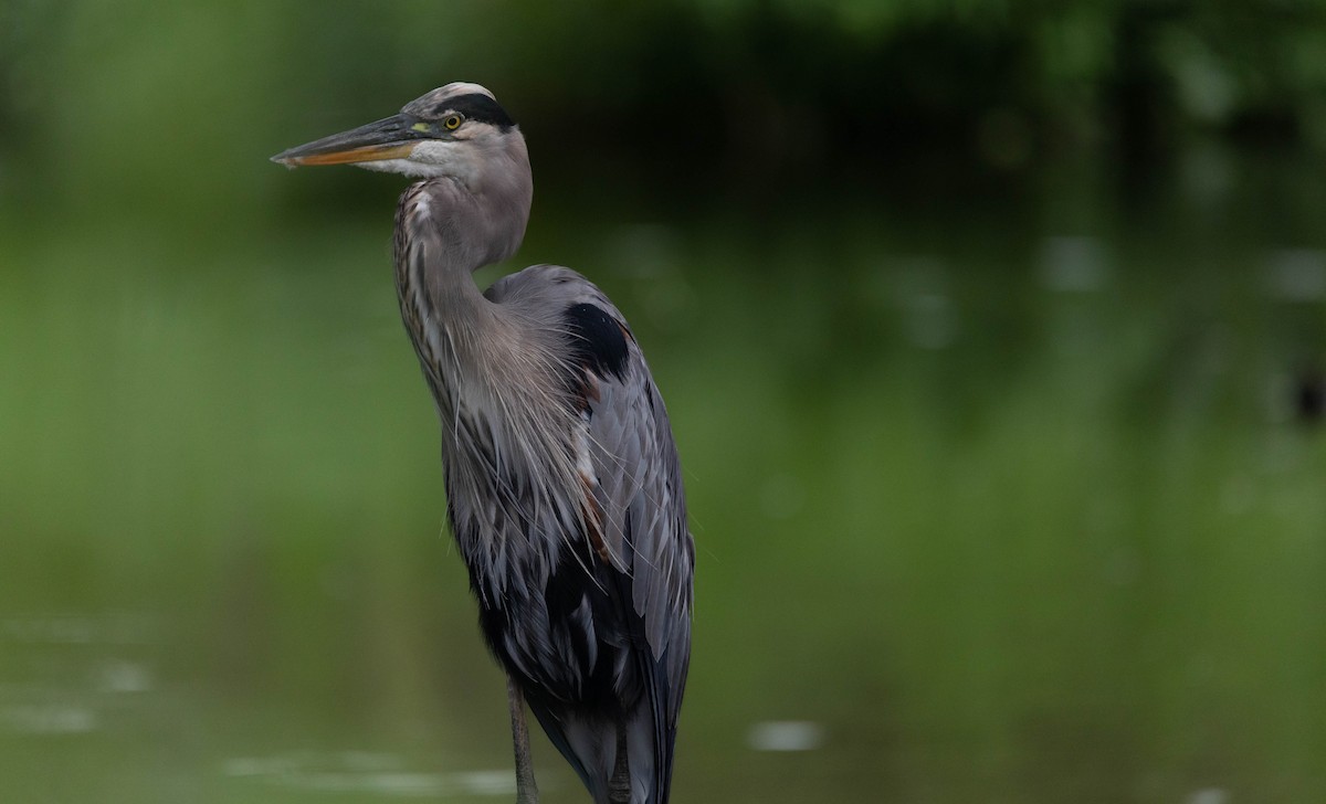 Great Blue Heron - ML623001788