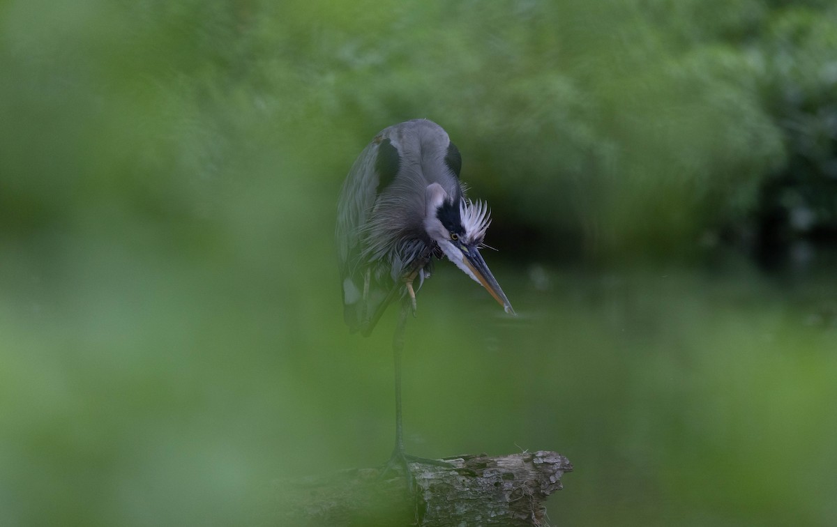 Great Blue Heron - ML623001789