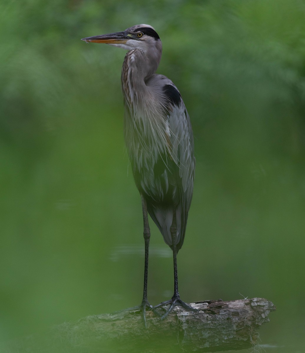 Great Blue Heron - ML623001790