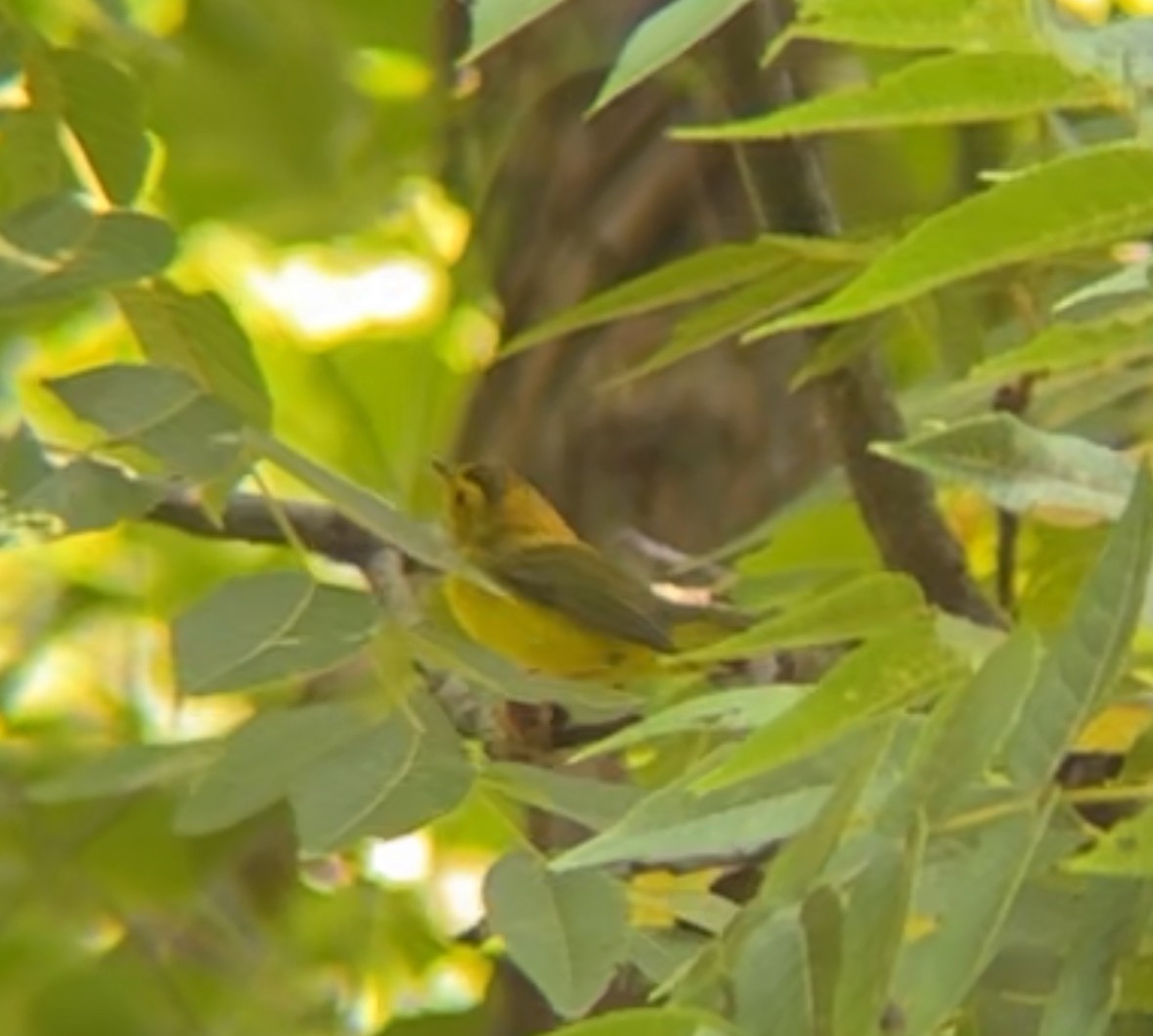 Wilson's Warbler - ML623001799