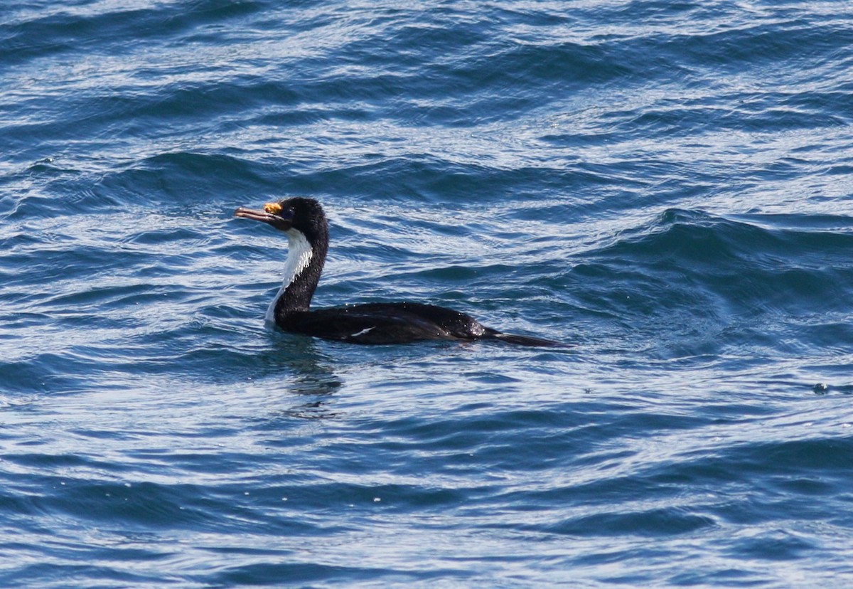 Imperial Cormorant - ML623001838