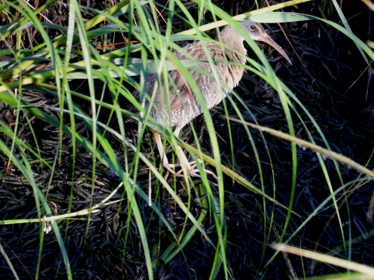 Clapper Rail - ML623001964