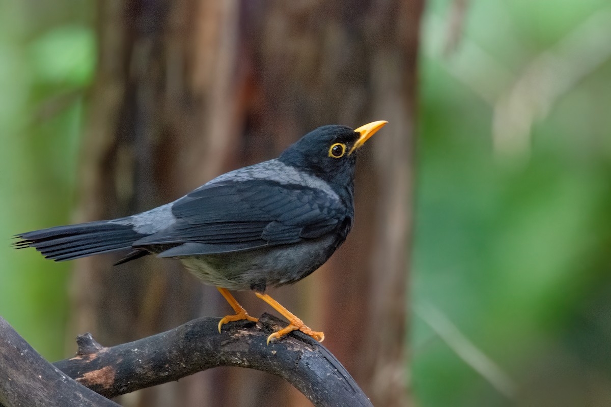 Yellow-legged Thrush - ML623001998