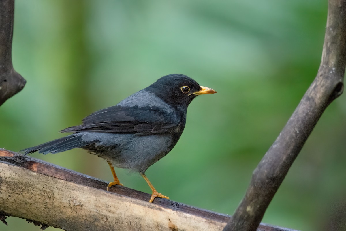 Yellow-legged Thrush - ML623001999