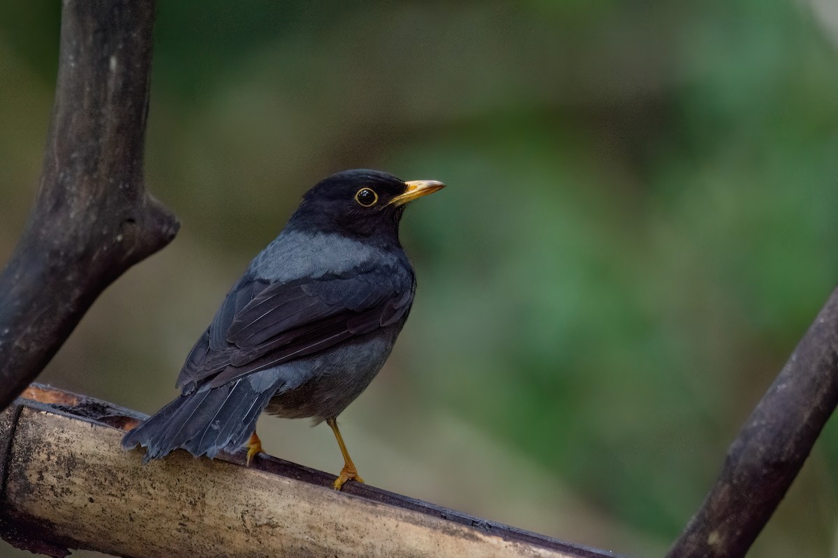 Yellow-legged Thrush - ML623002000