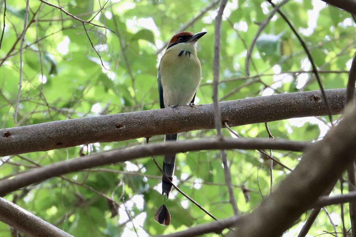 Braunscheitelmotmot - ML623002014