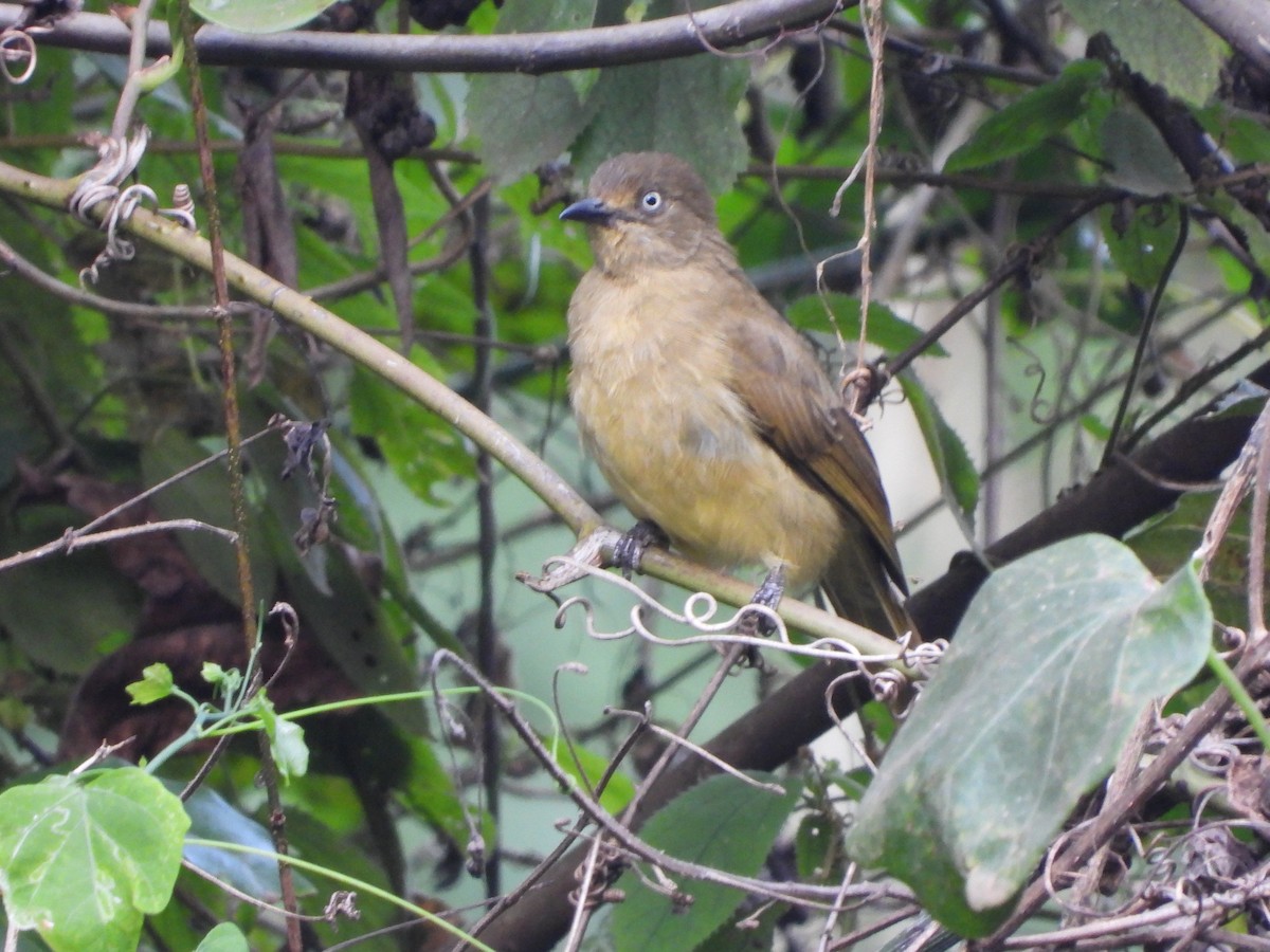 Sombre Greenbul - ML623002016