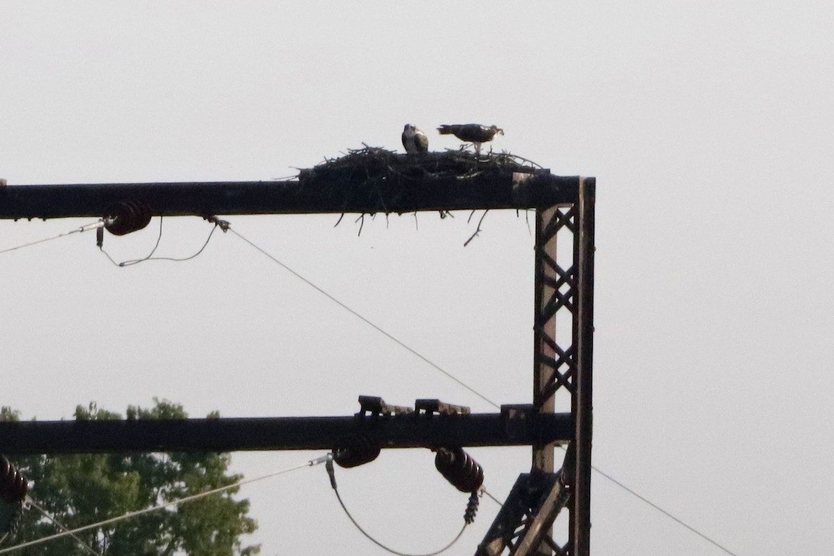 Osprey - ML623002096