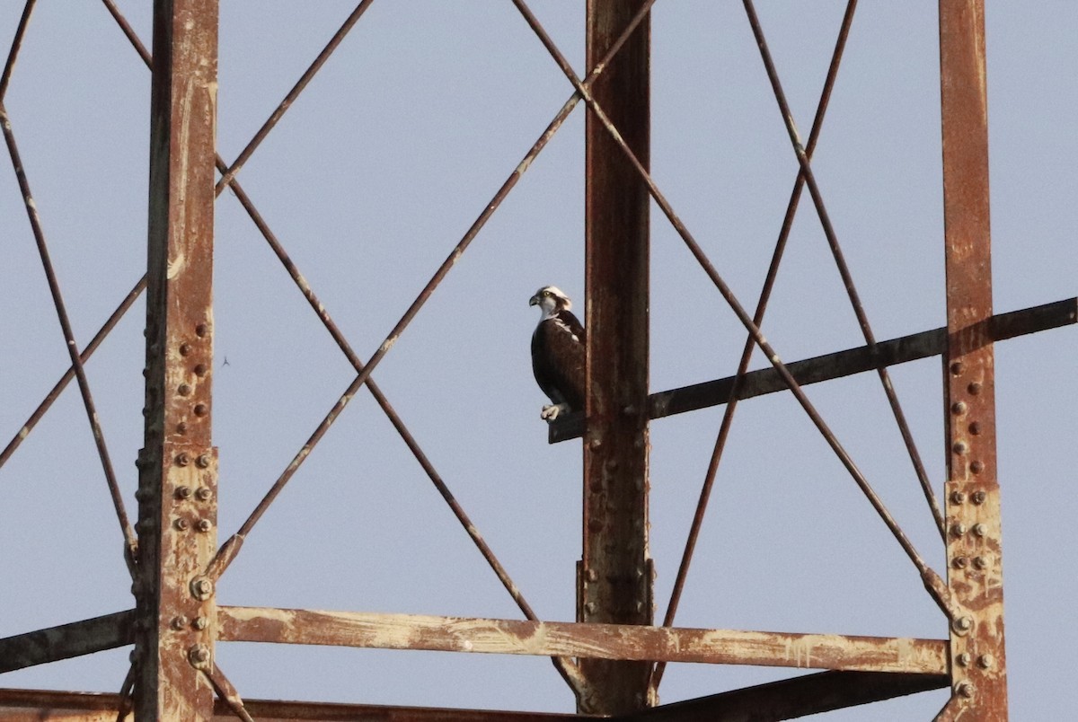 Osprey - ML623002097