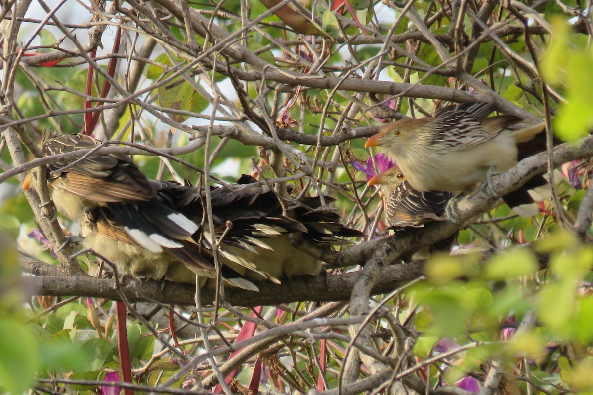 Guira Cuckoo - ML623002171