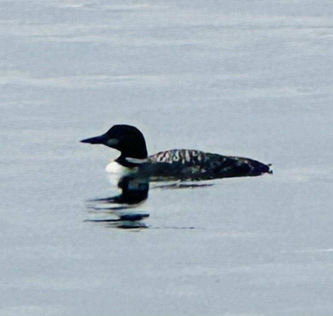 Common Loon - ML623002186