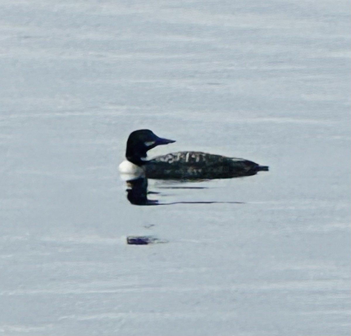 Common Loon - ML623002187