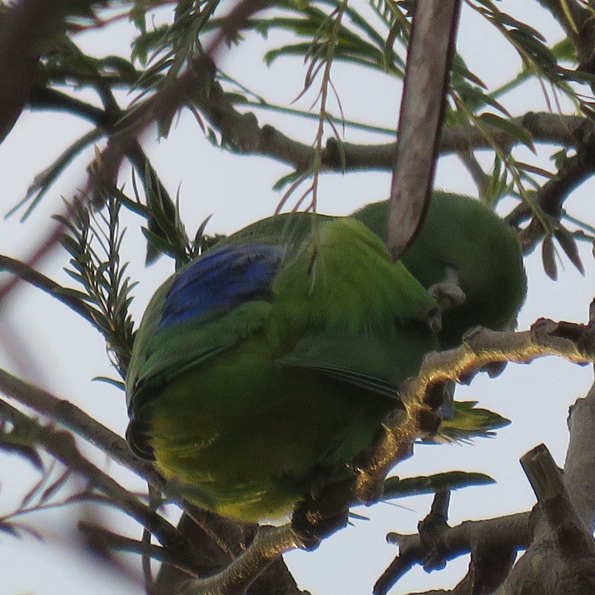 Cobalt-rumped Parrotlet - ML623002197