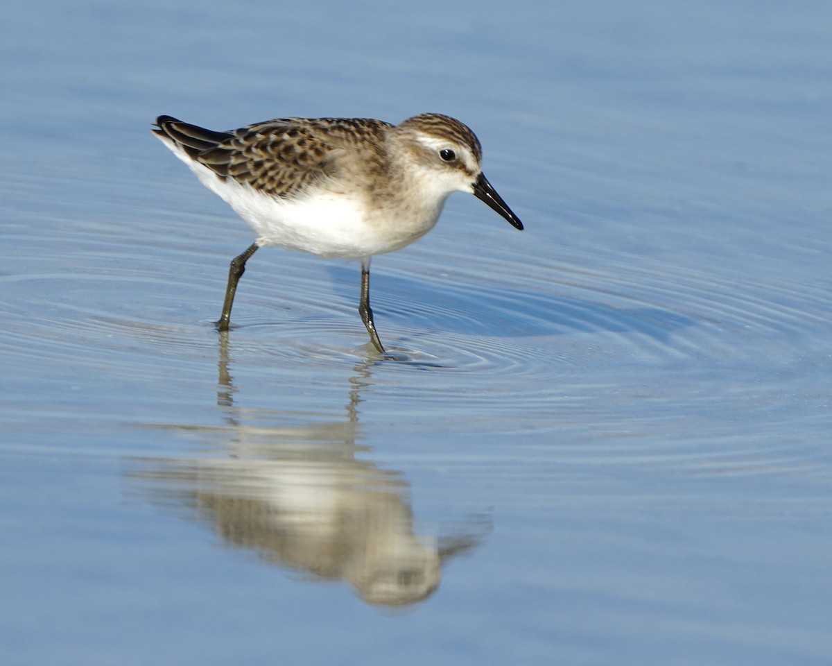 Semipalmated Sandpiper - Gloria Markiewicz