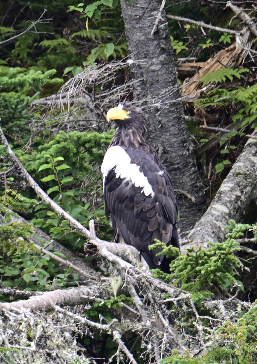 Steller's Sea-Eagle - ML623002255