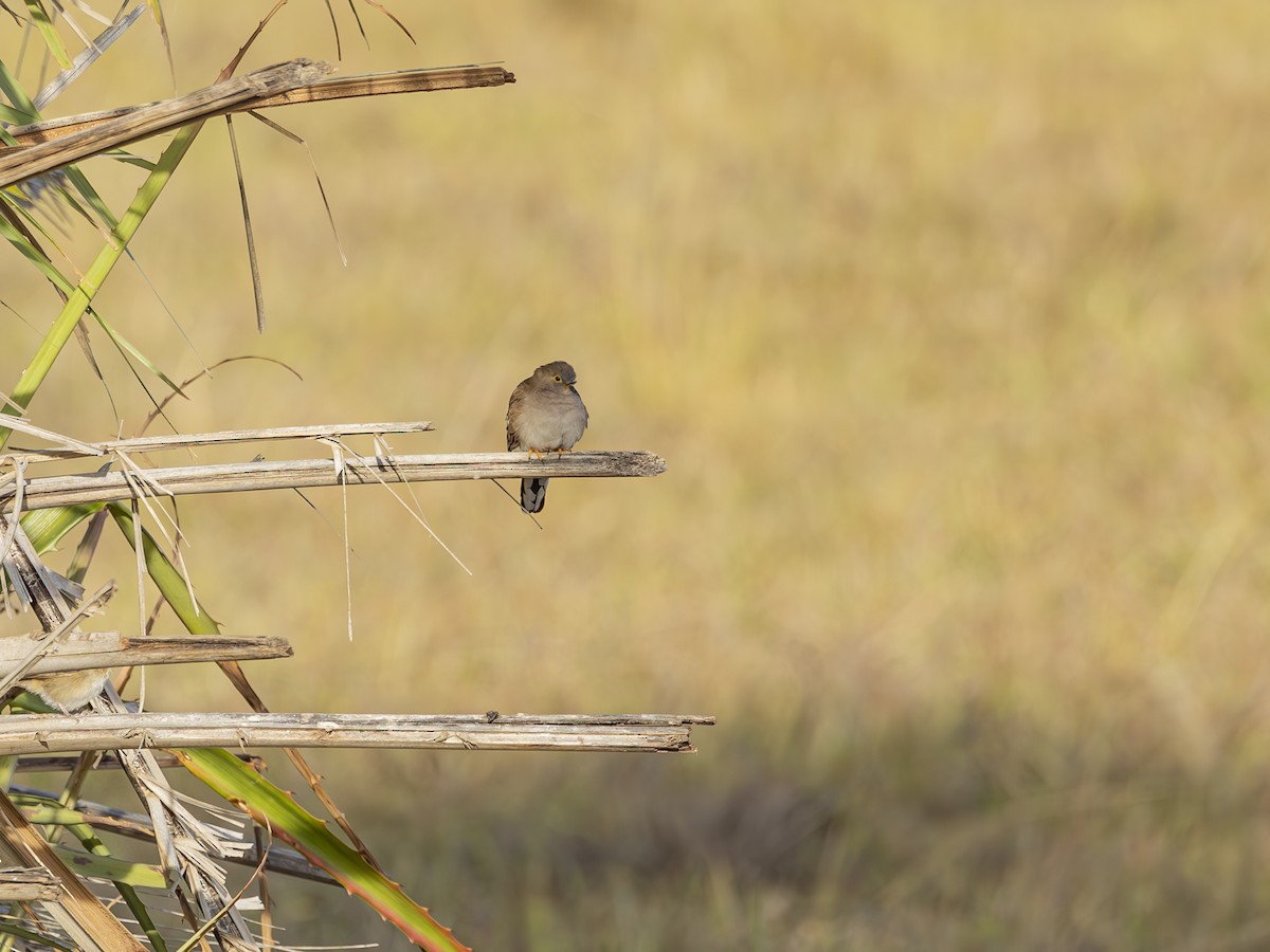 Long-tailed Ground Dove - ML623002294