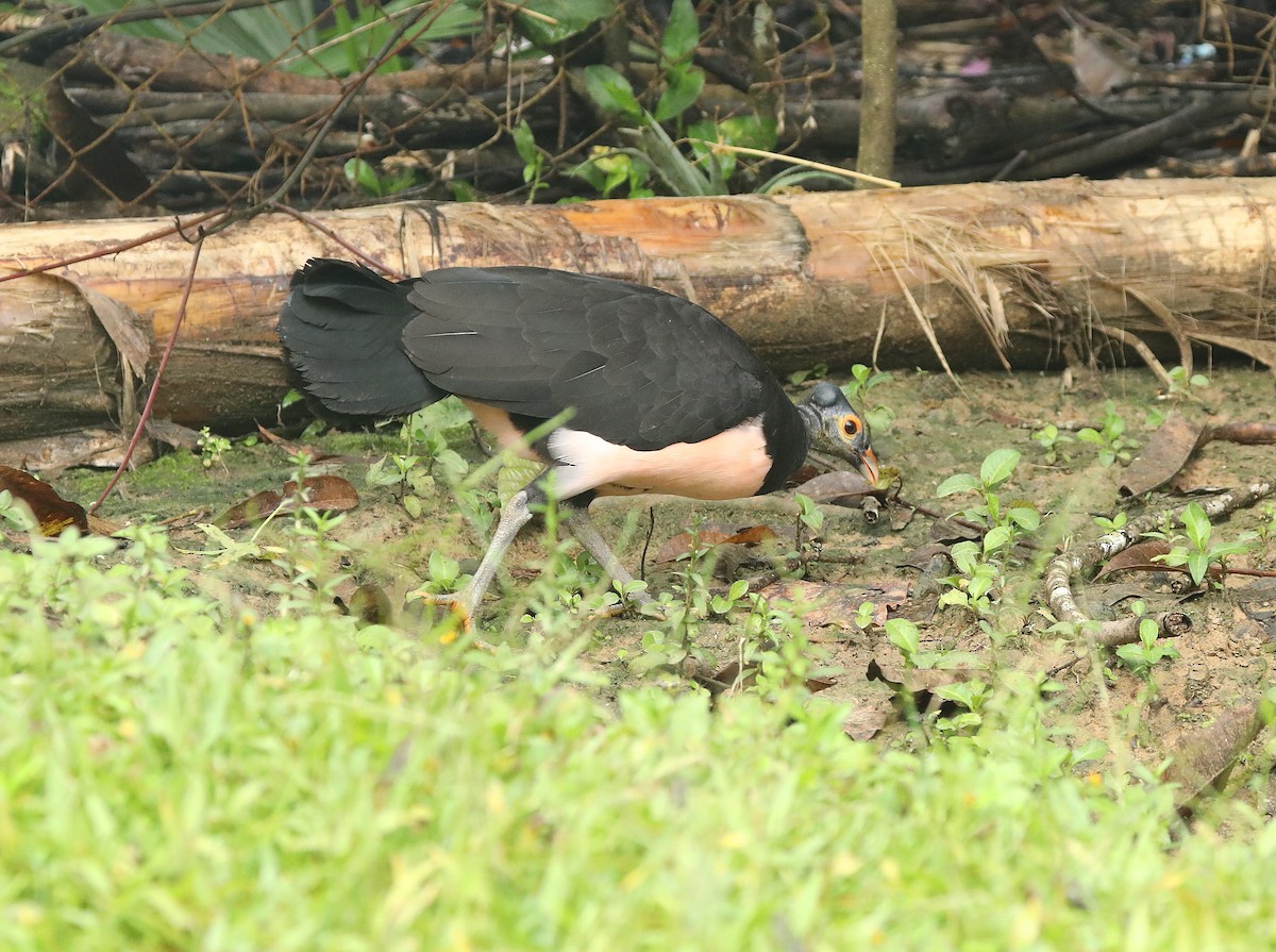 Talégalo Maleo - ML623002311