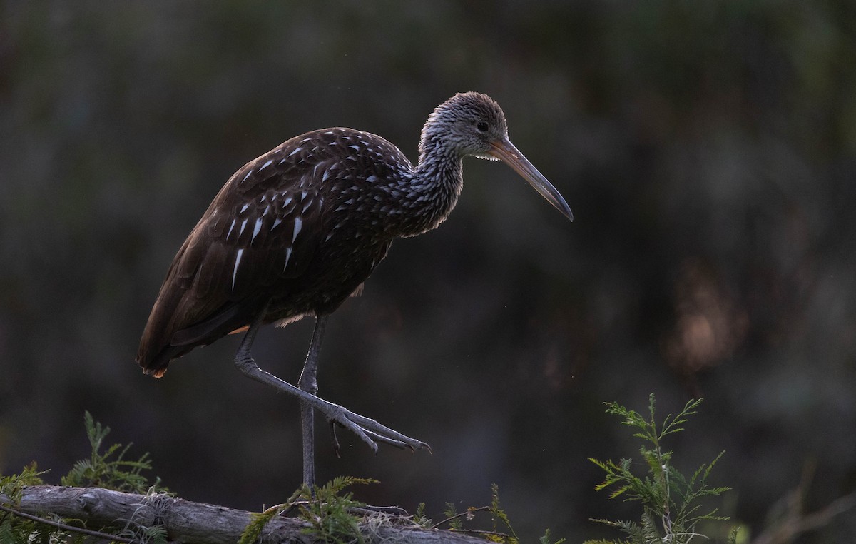 Limpkin - ML623002339