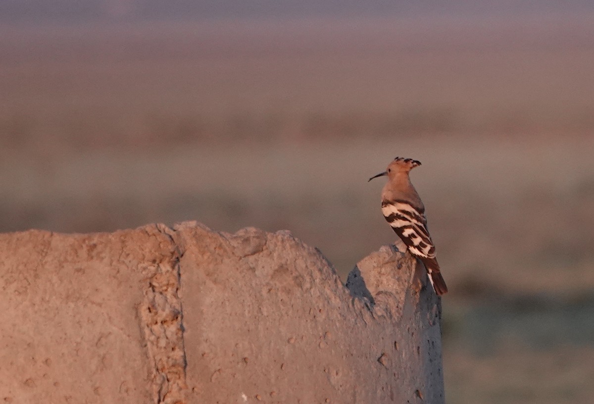 Eurasian Hoopoe - Nick French