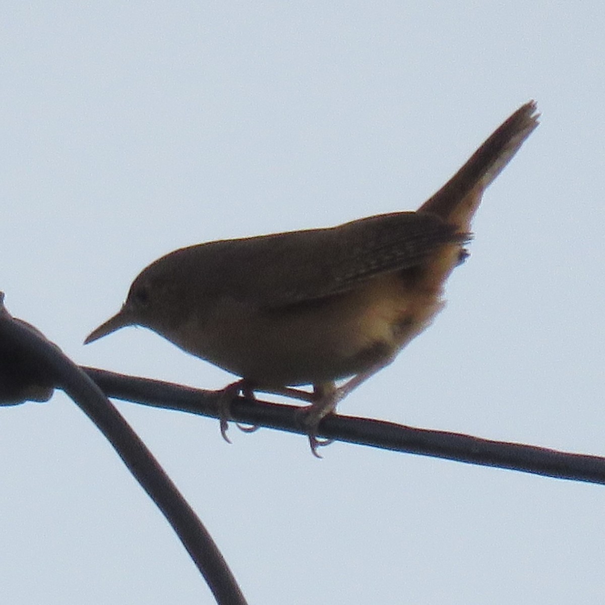 House Wren - Anonymous