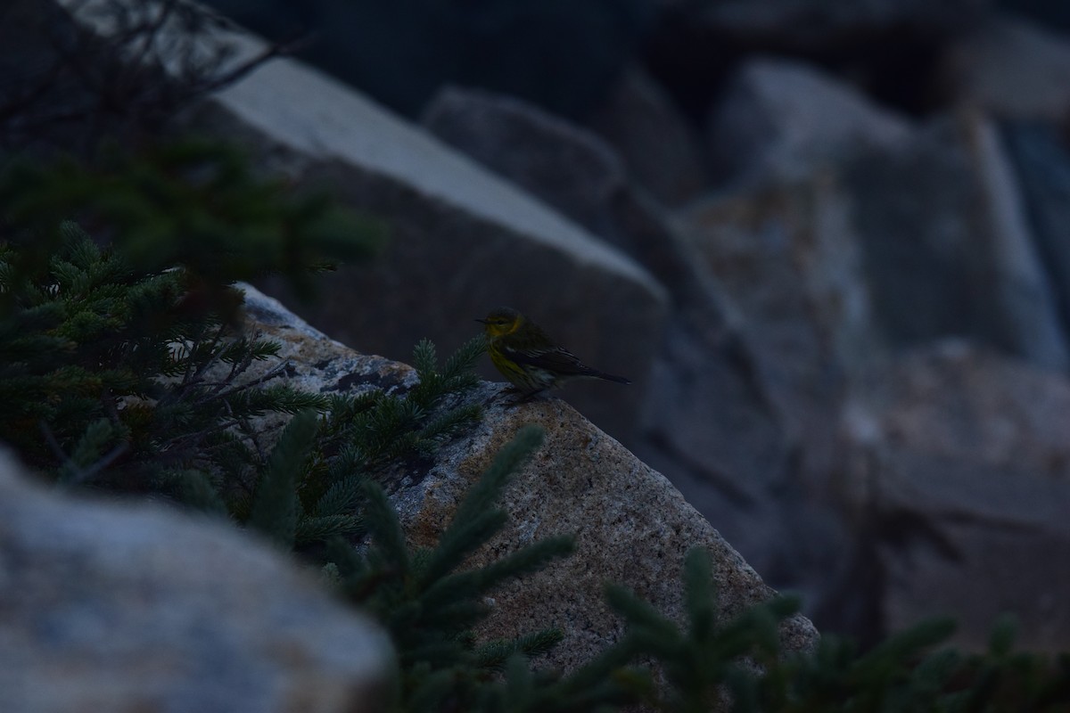 Cape May Warbler - ML623002385