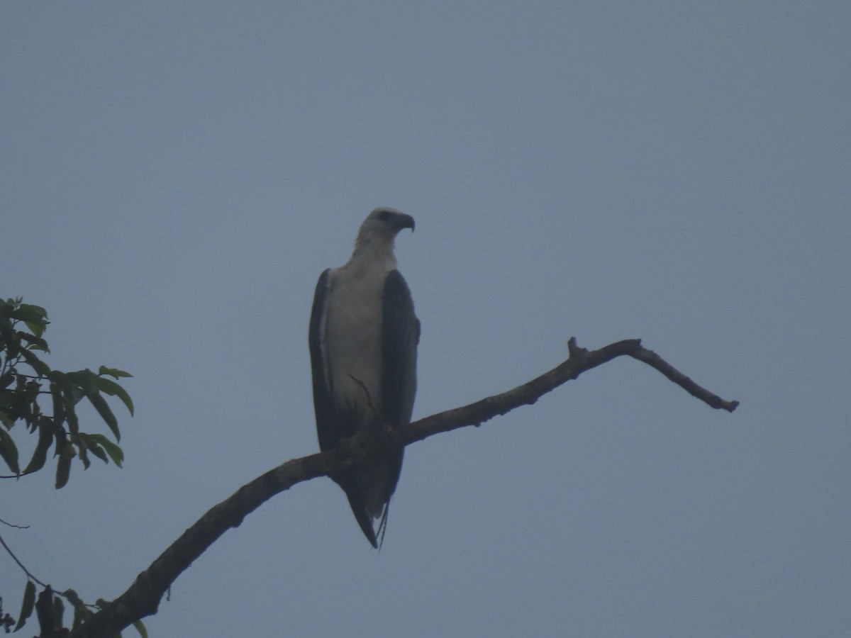 White-bellied Sea-Eagle - 鵂 劉