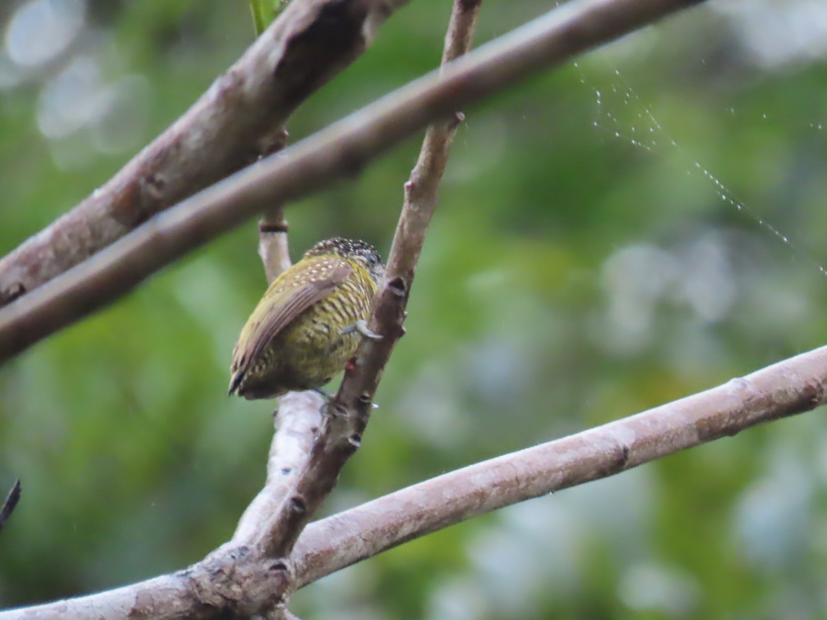 Golden-spangled Piculet (Bahia) - ML623002424