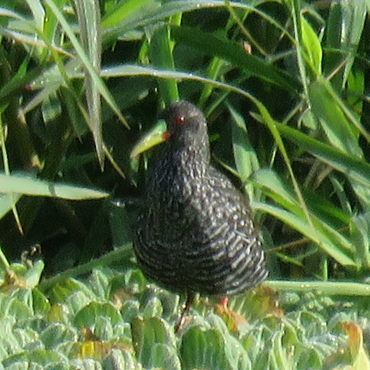 Spotted Rail - ML623002429