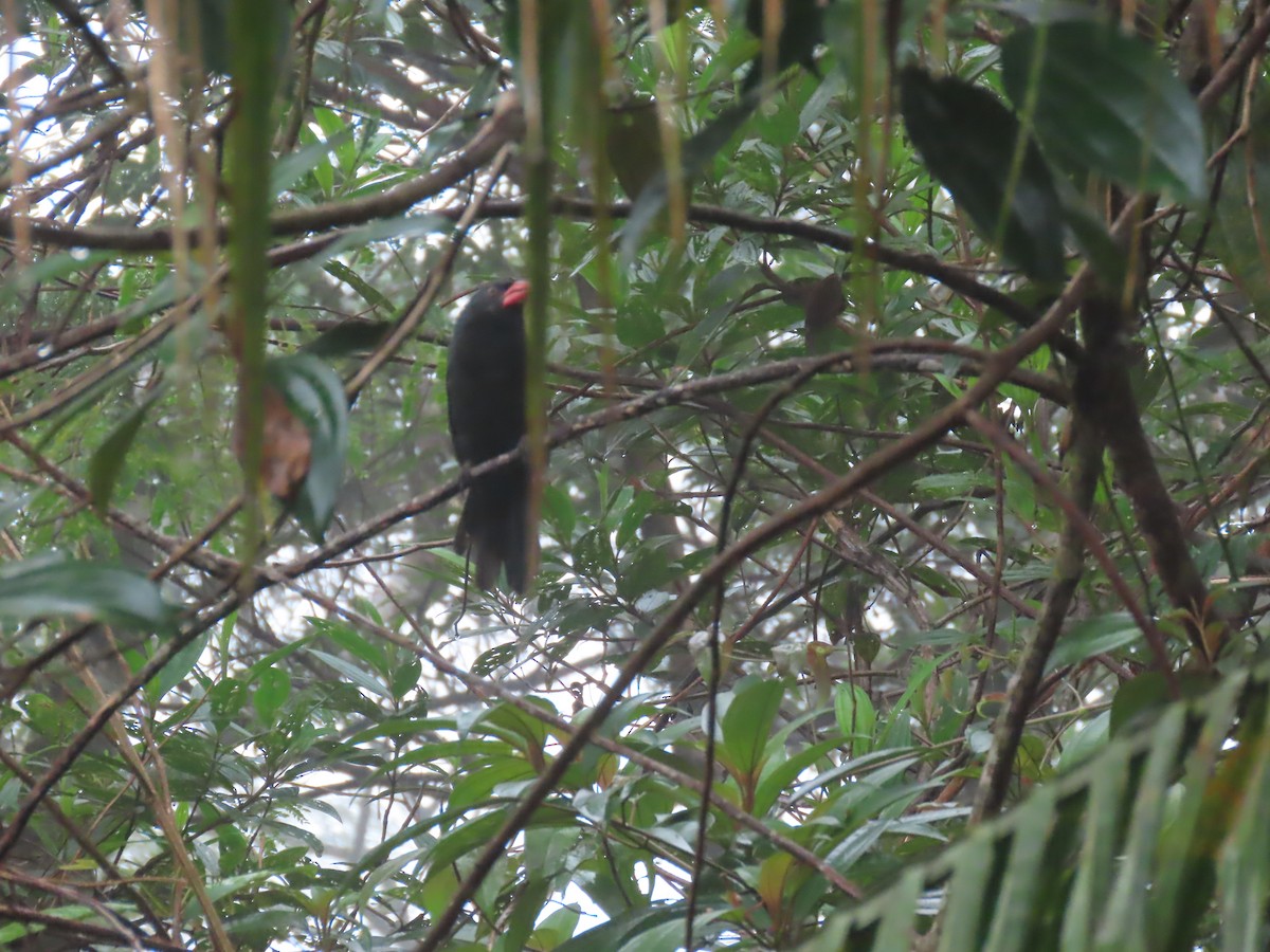 Black-throated Grosbeak - ML623002509