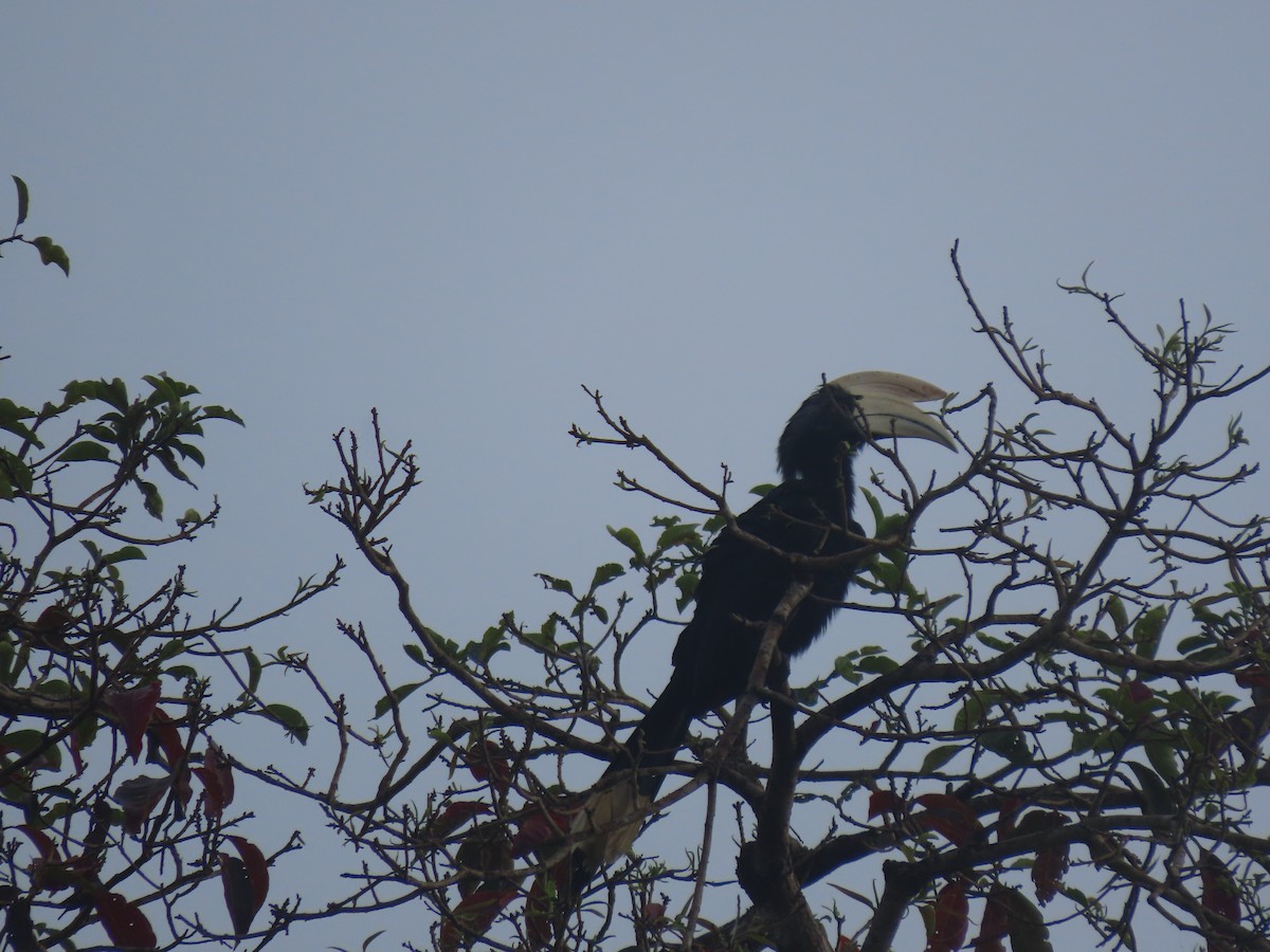 Black Hornbill - 鵂 劉