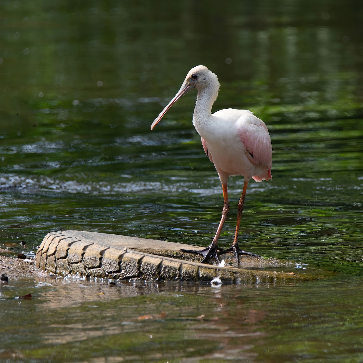 rosenskjestork - ML623002592