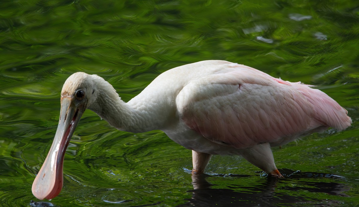 rosenskjestork - ML623002600